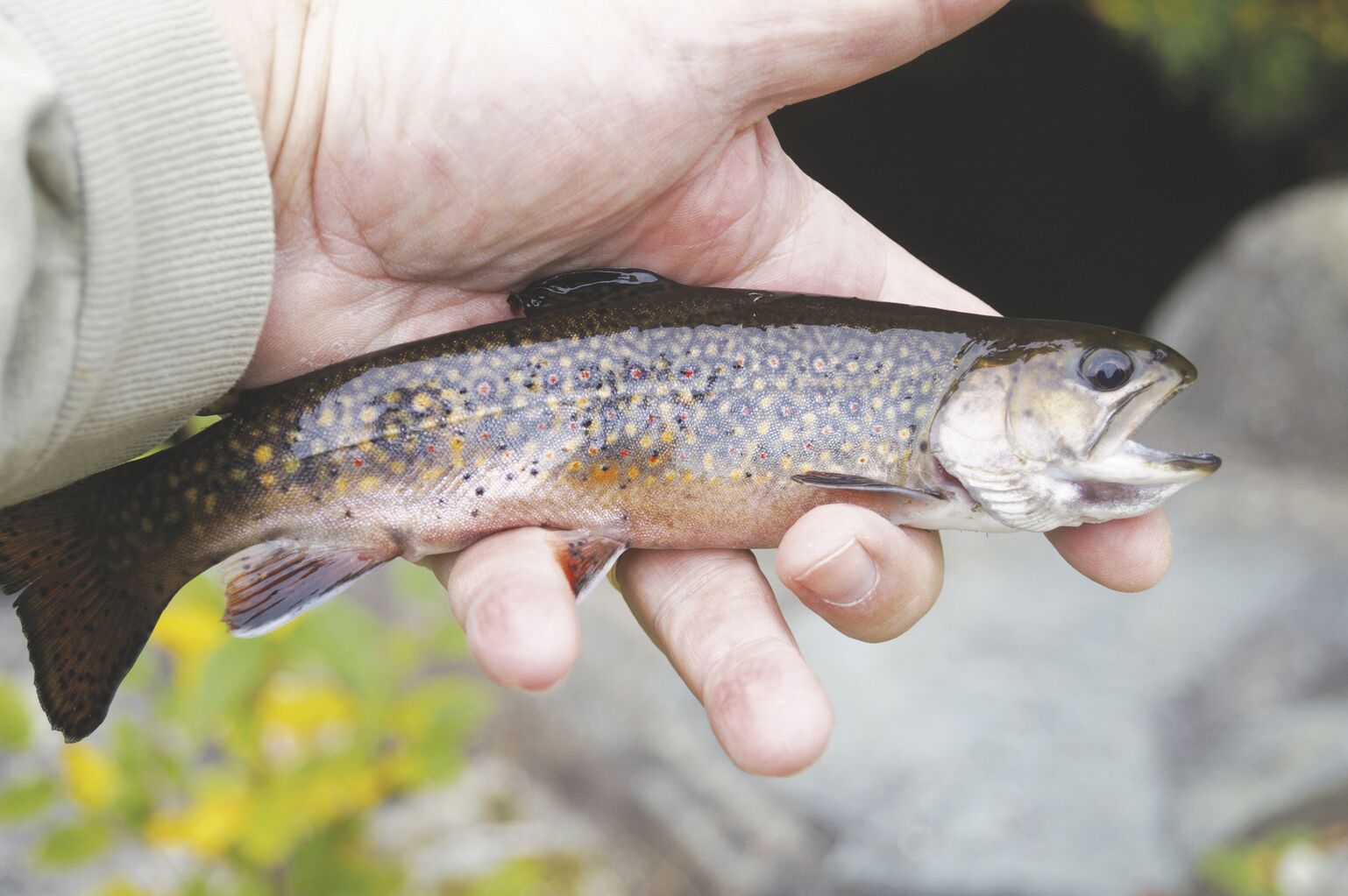 North Country Angling: The wonderful Wildcat